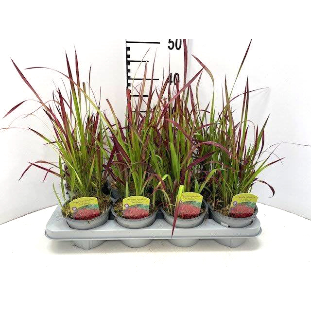 imperata cylindrica red baron