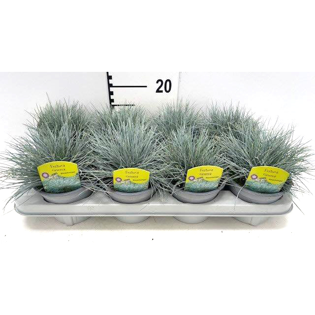 Festuca cinerea azurit