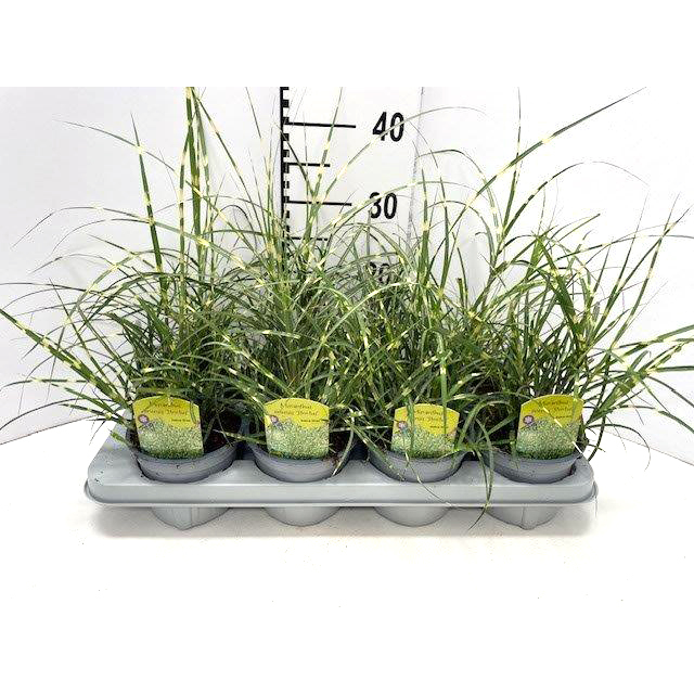 Miscanthus sinensis strictus dwarf