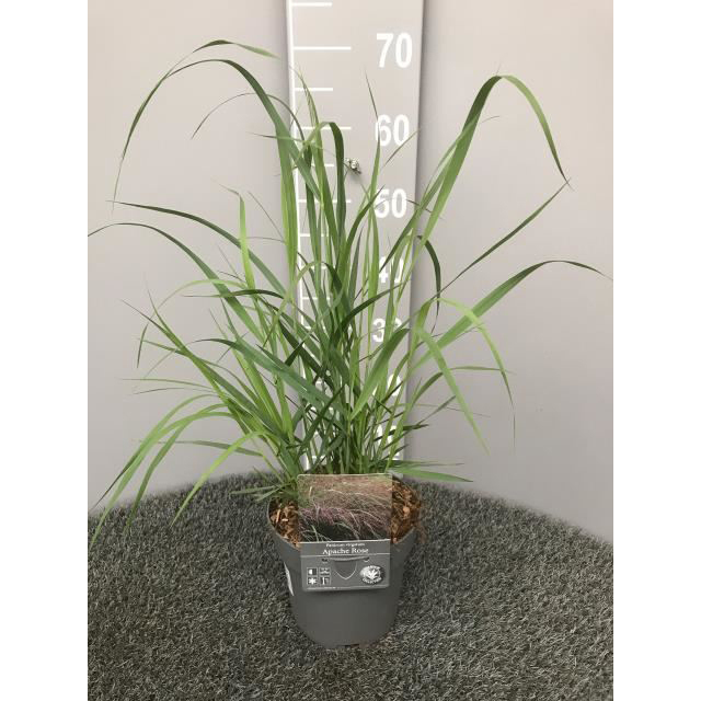 Panicum virgatum apache