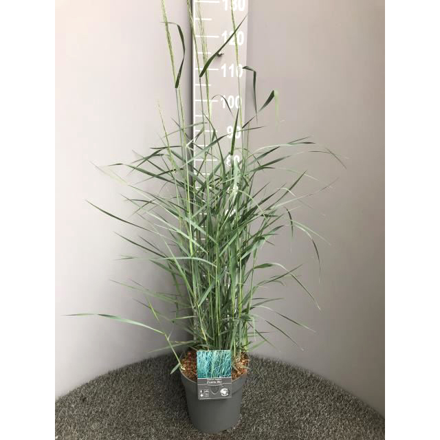 Panicum virgatum prairie sky
