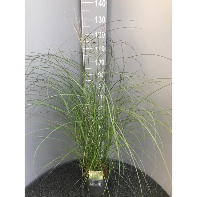 Miscanthus sinensis kleine fontäne