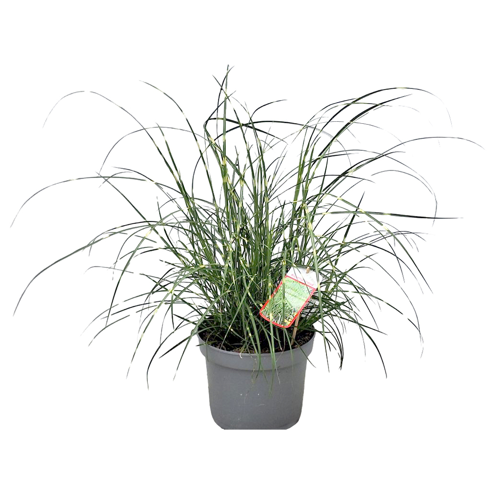 Miscanthus sinensis strictus