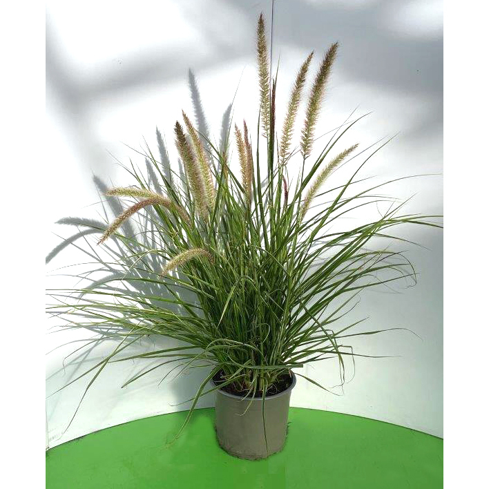 Pennisetum advena sky rocket