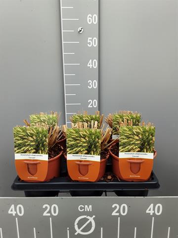pennisetum
