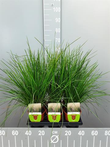 deschampsia