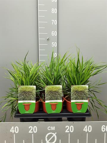 Hakonechloa