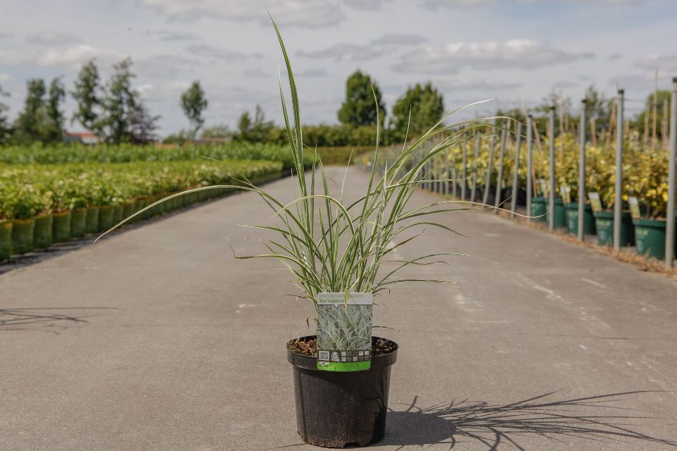 miscanthus