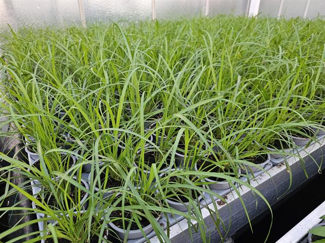pennisetum