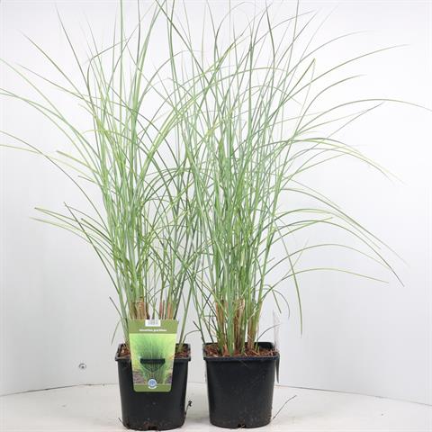 miscanthus