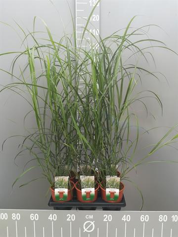 Miscanthus