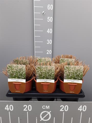 pennisetum