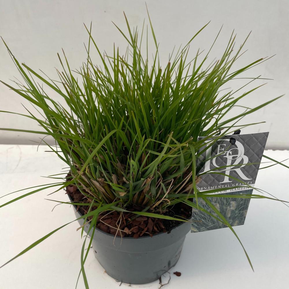 pennisetum