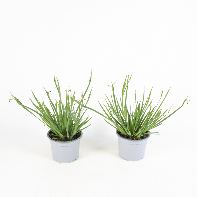 Sisyrinchium angustifolium lucerne