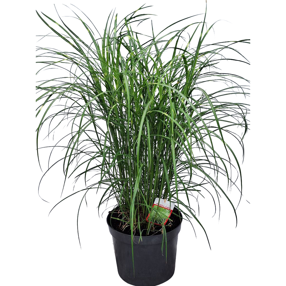 Miscanthus sinensis strictus