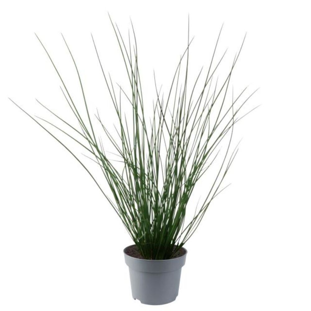 Juncus effusus blue dart