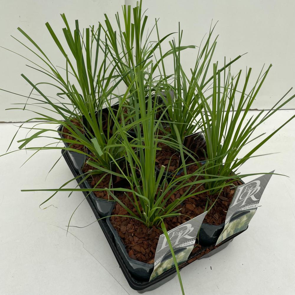 cortaderia