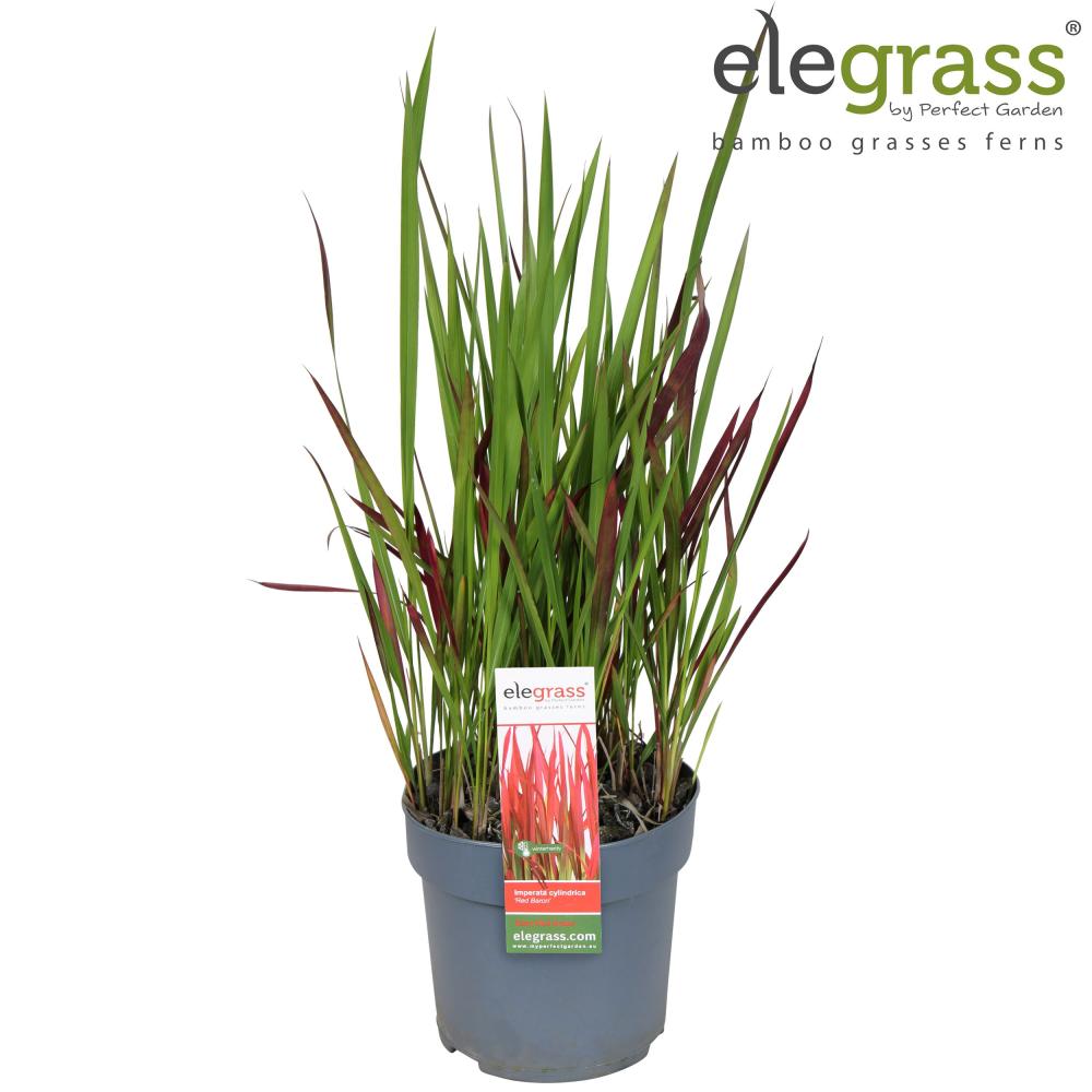 imperata