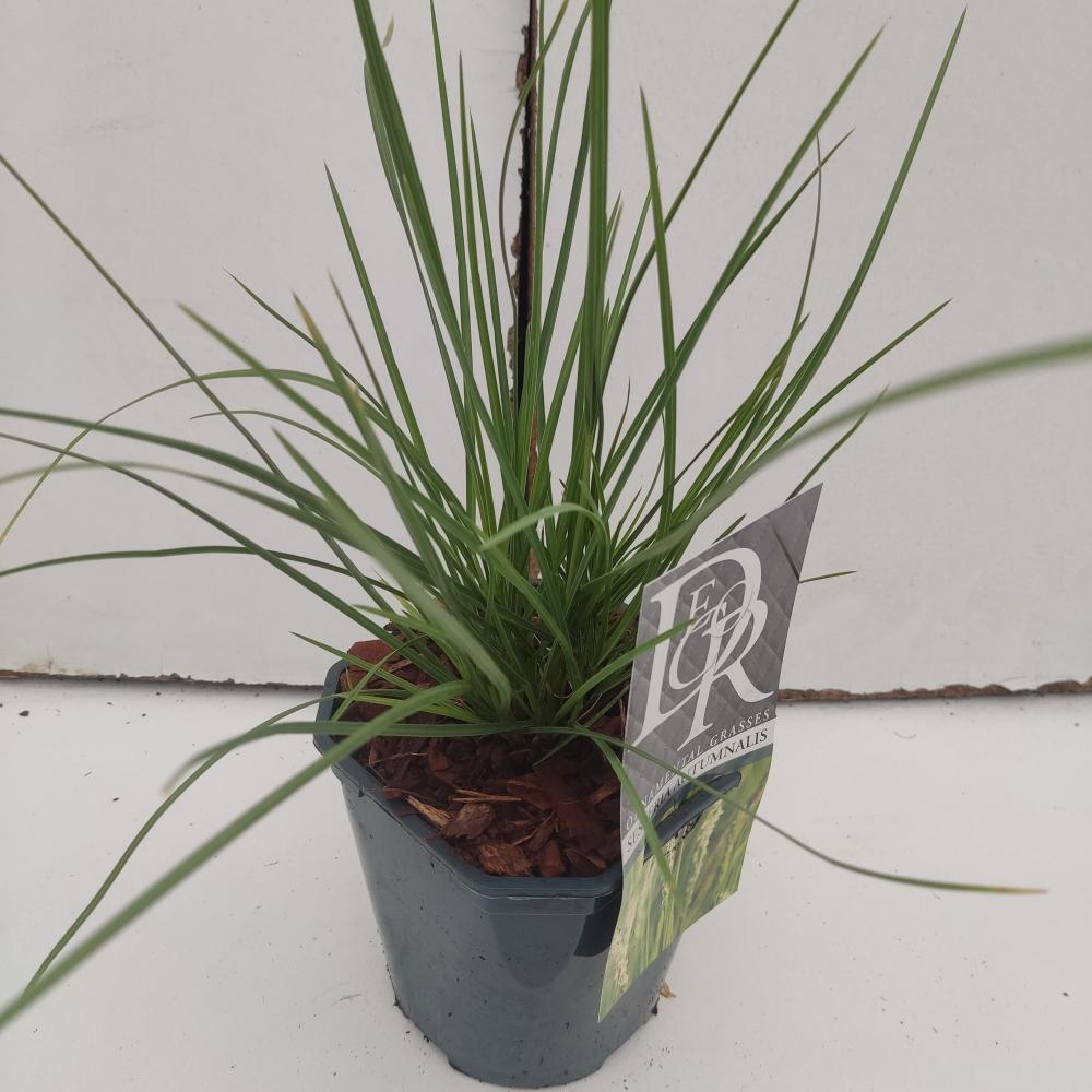 Sesleria