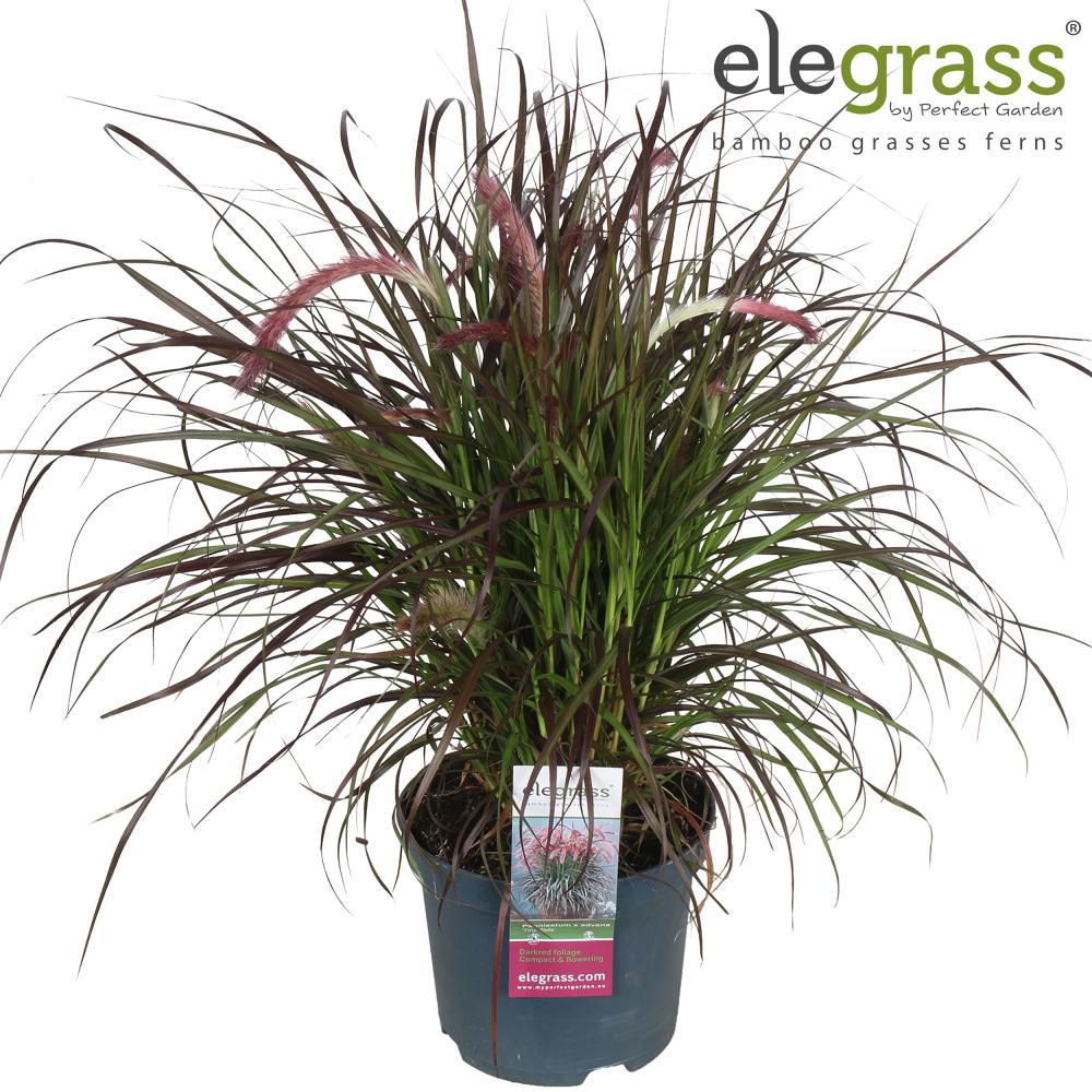 pennisetum