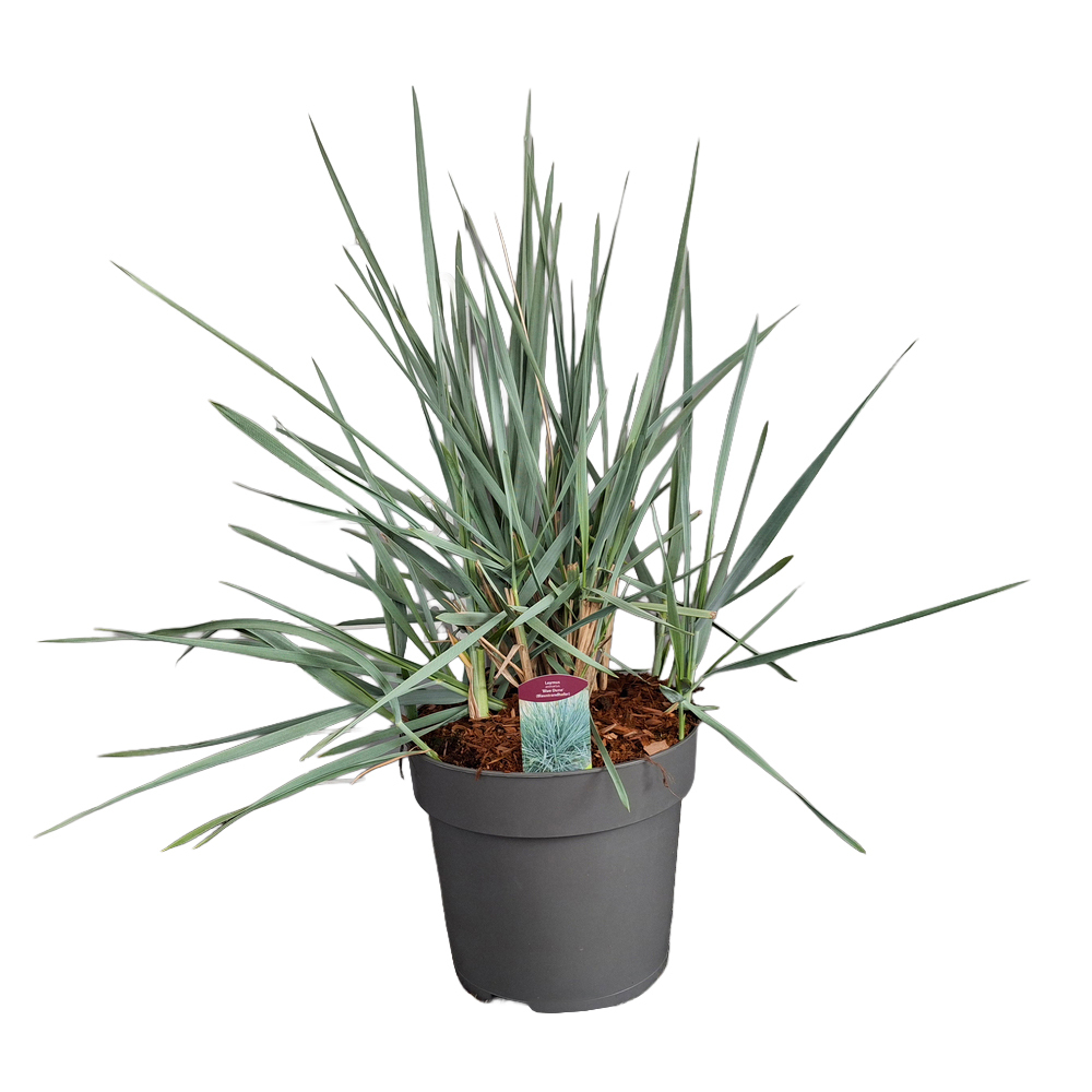 graminées ornementales