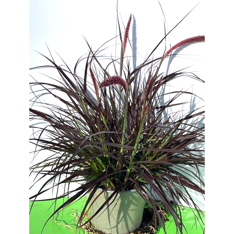 Pennisetum advena rubrum