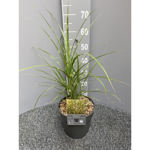 Miscanthus sinensis zebrinus