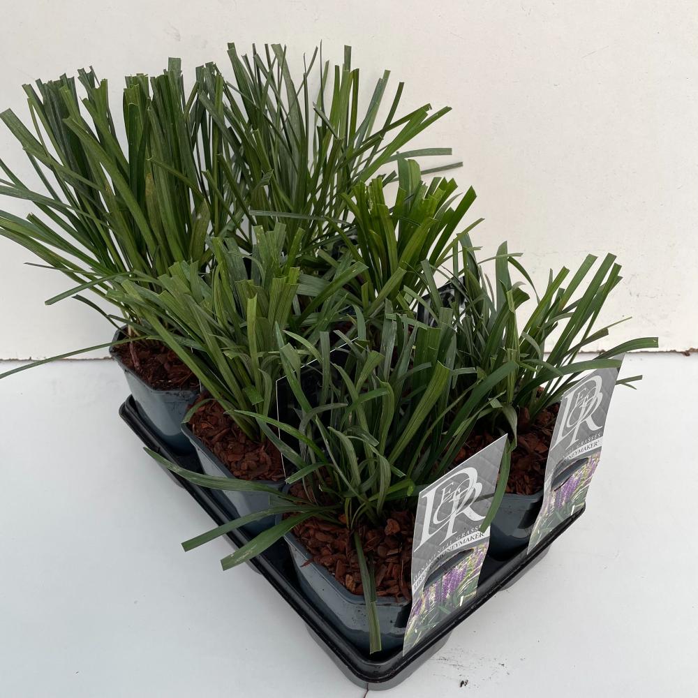 liriope