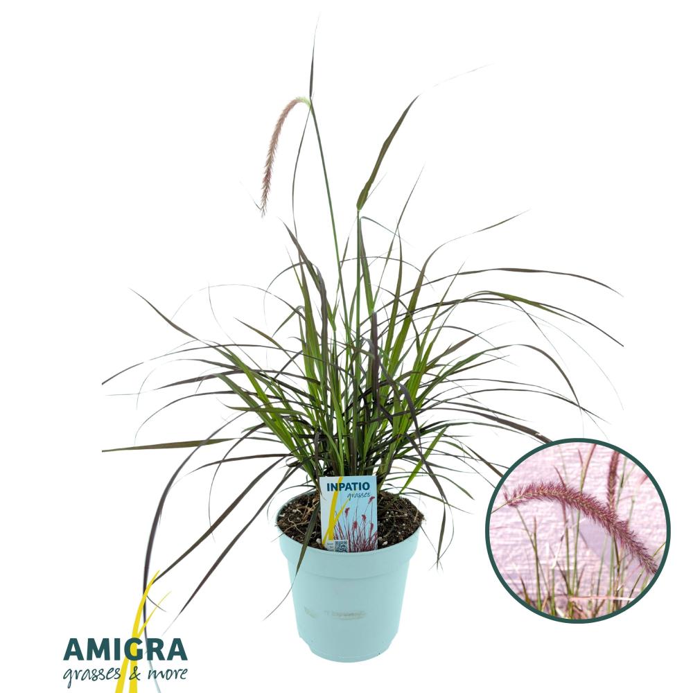 pennisetum