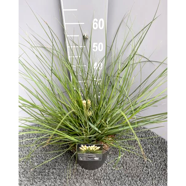 Cortaderia selloana tiny pampa