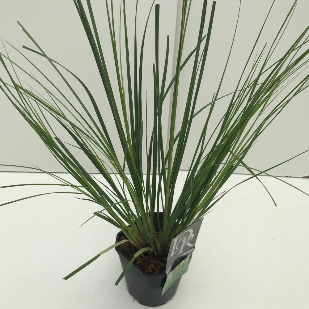 cortaderia