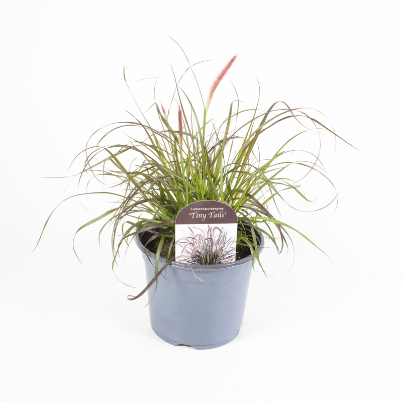 Pennisetum advena tiny tails
