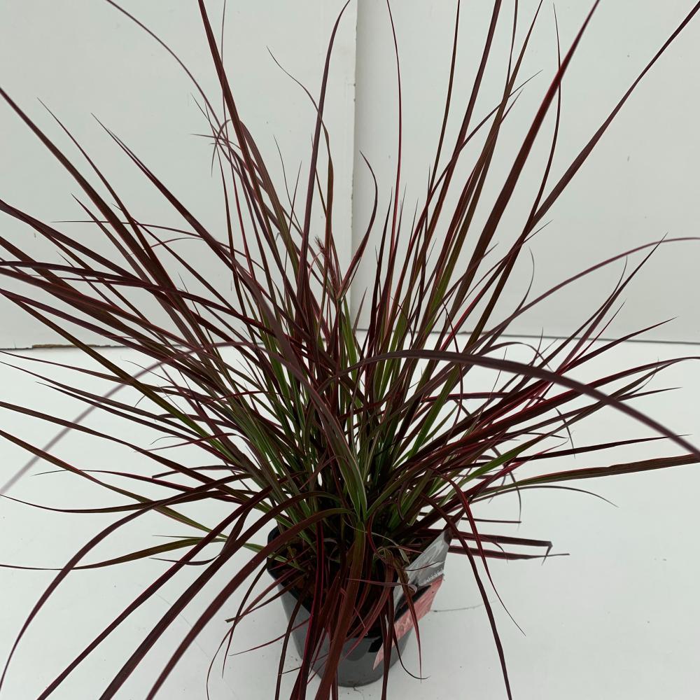 pennisetum