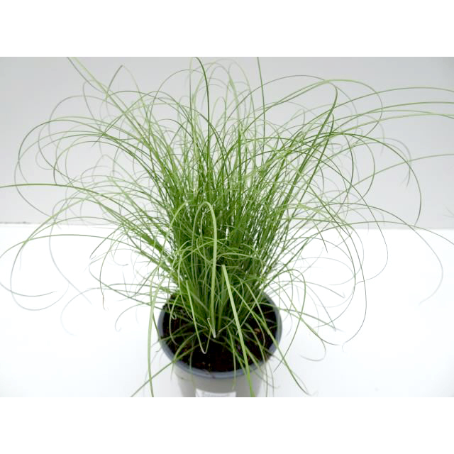 Carex comans mint curls