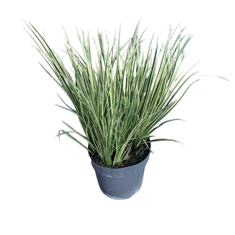 Acorus gramineus argenteostriatus