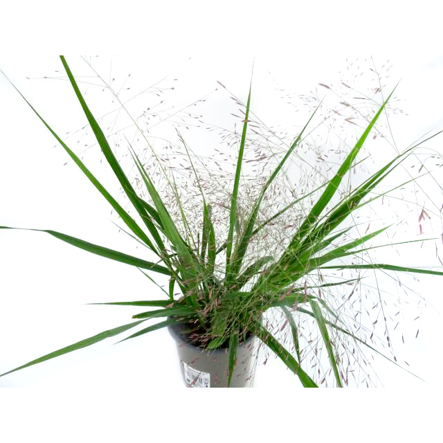 Eragrostis spectabilis