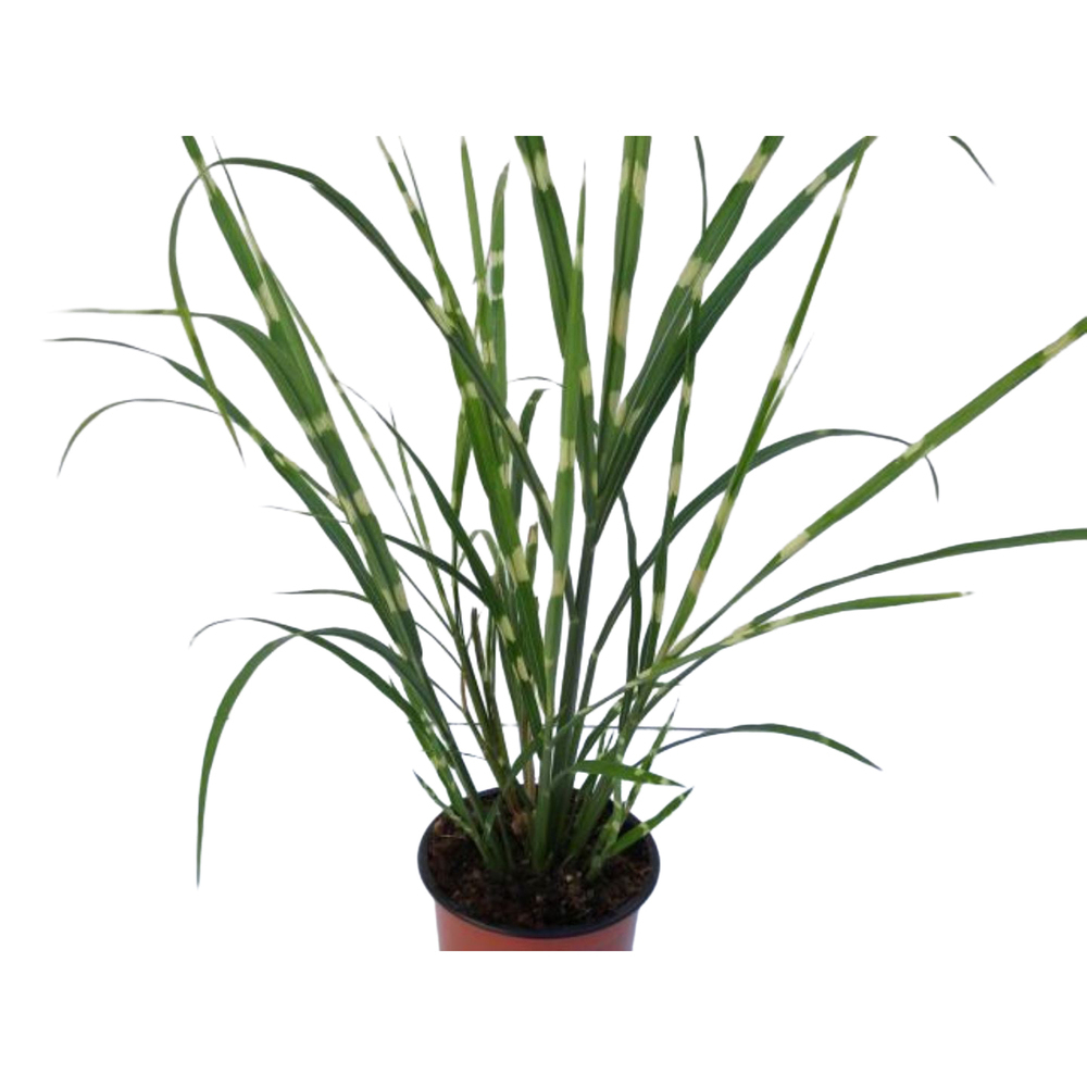Miscanthus