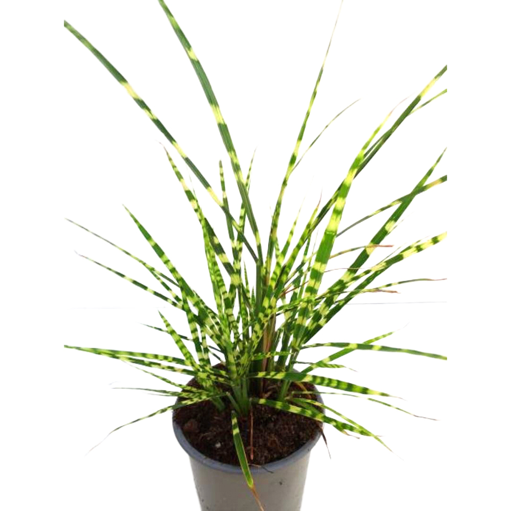 Miscanthus sinensis gold breeze