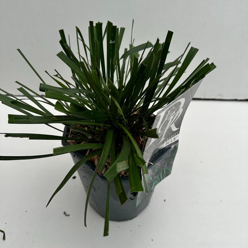 liriope