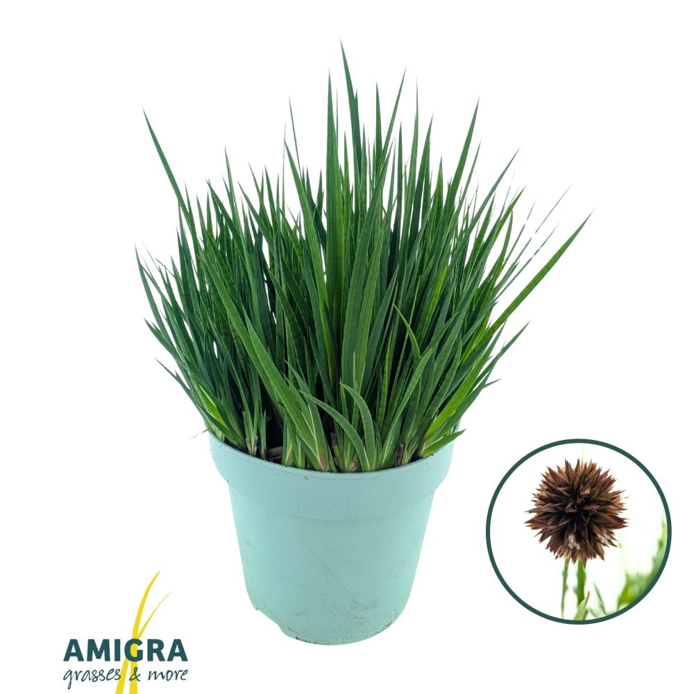 juncus
