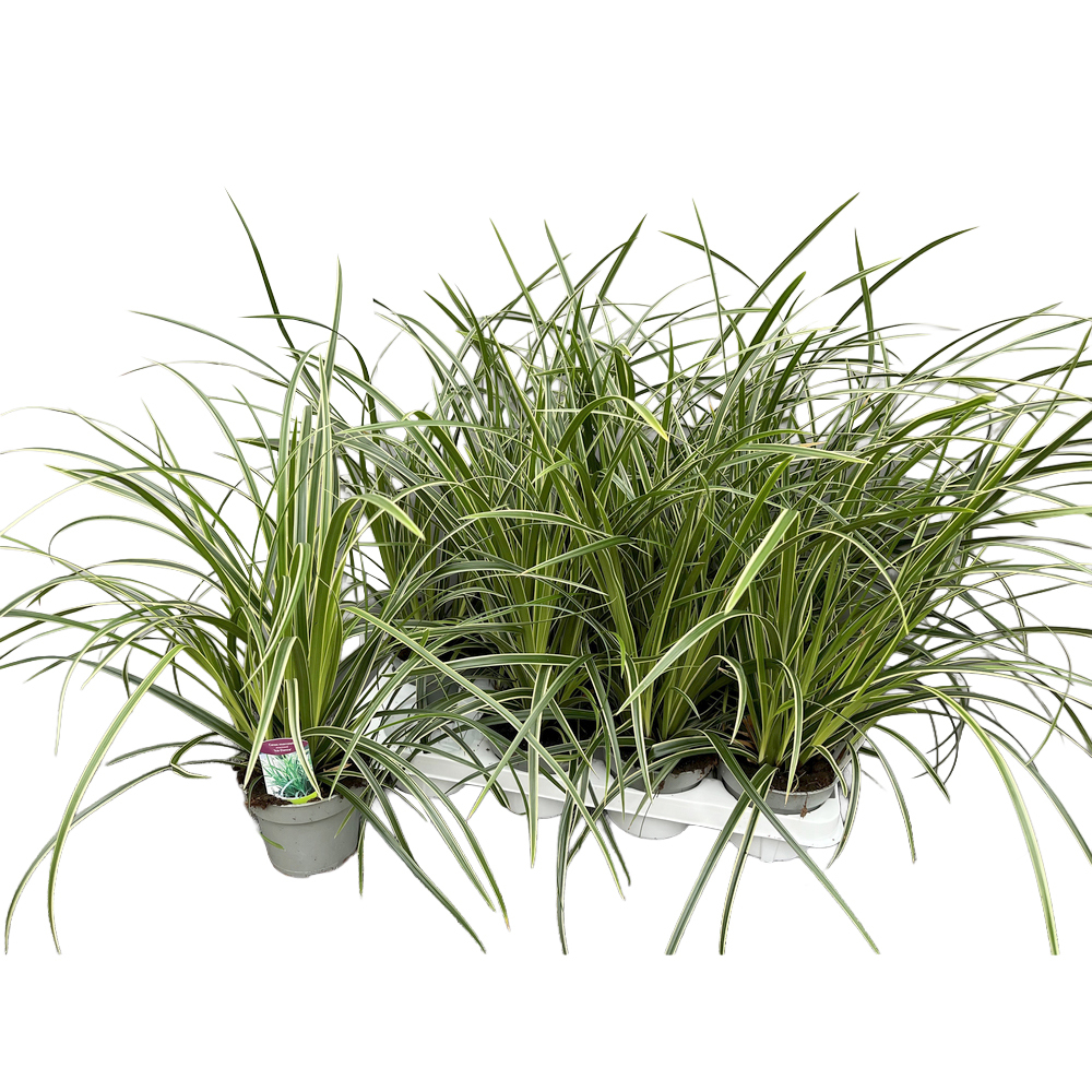 Carex morrowii ice dance