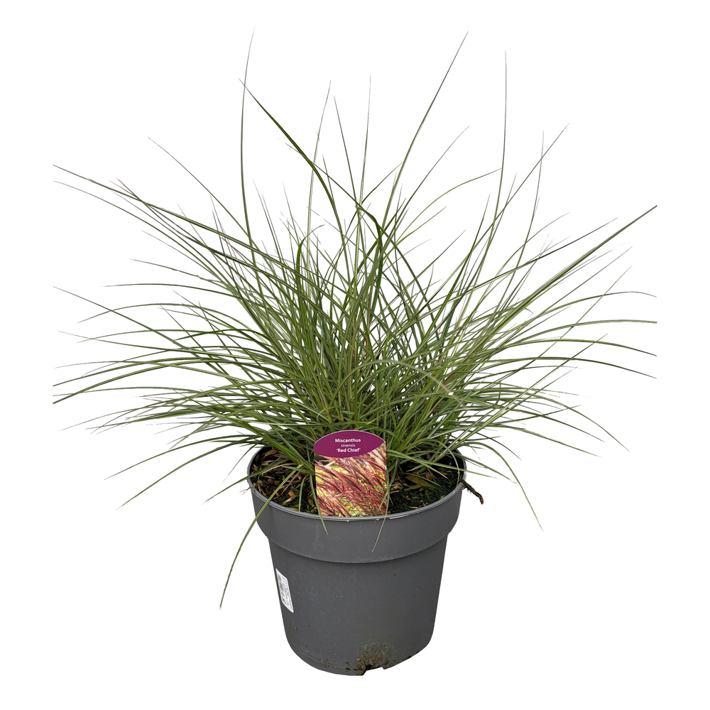 Miscanthus sinensis red chief