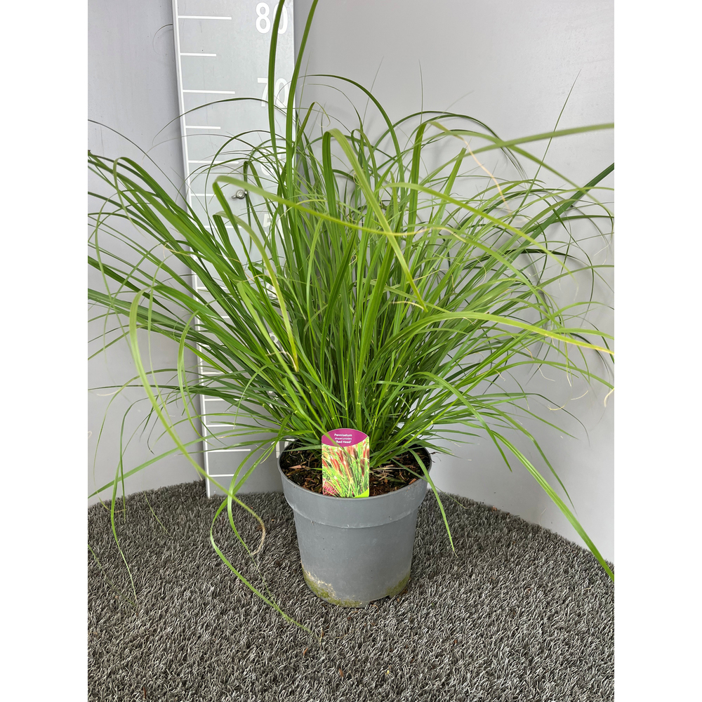 Pennisetum alopecuroides red head