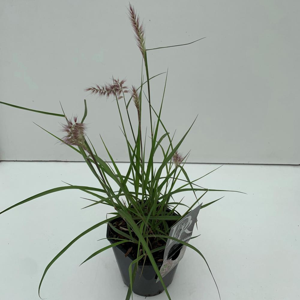 pennisetum