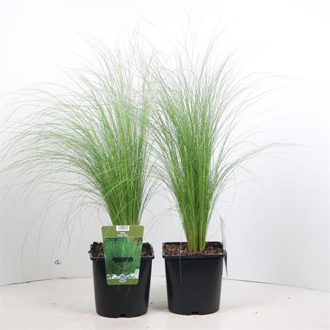 stipa