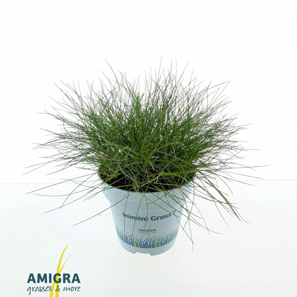 festuca
