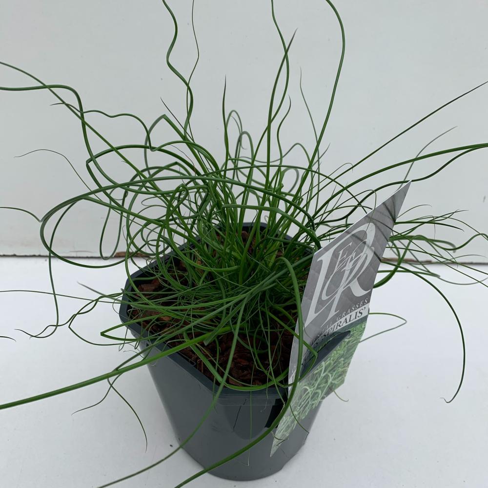juncus