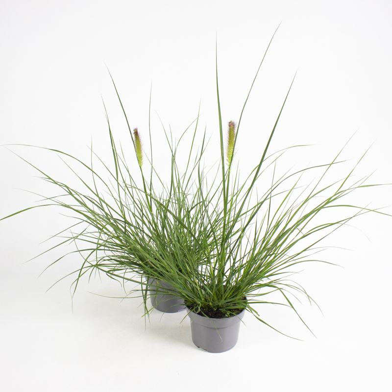 Pennisetum alopecuroides little bunny