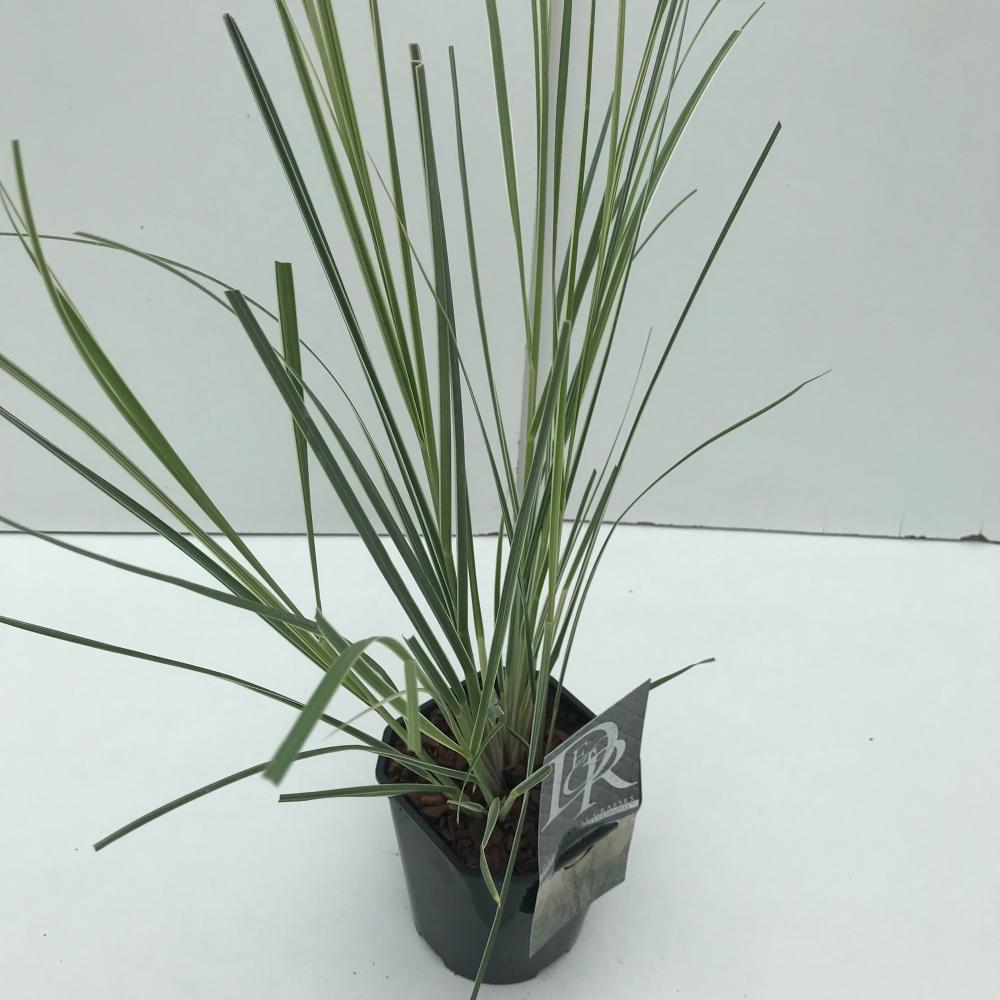 cortaderia