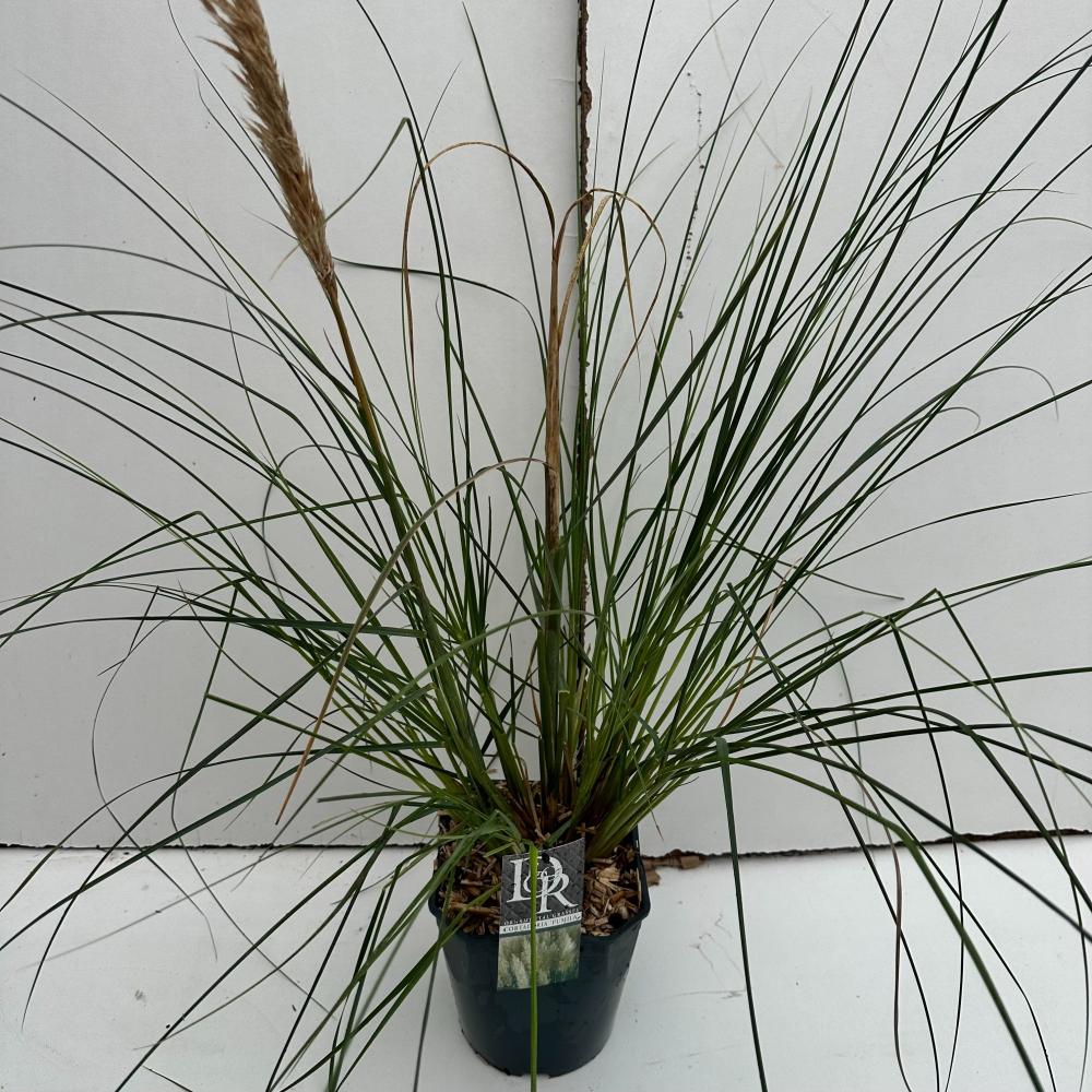 cortaderia